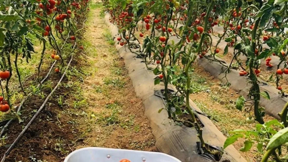 Ziraat Mühendisleri'nden Çiftçilere Destek