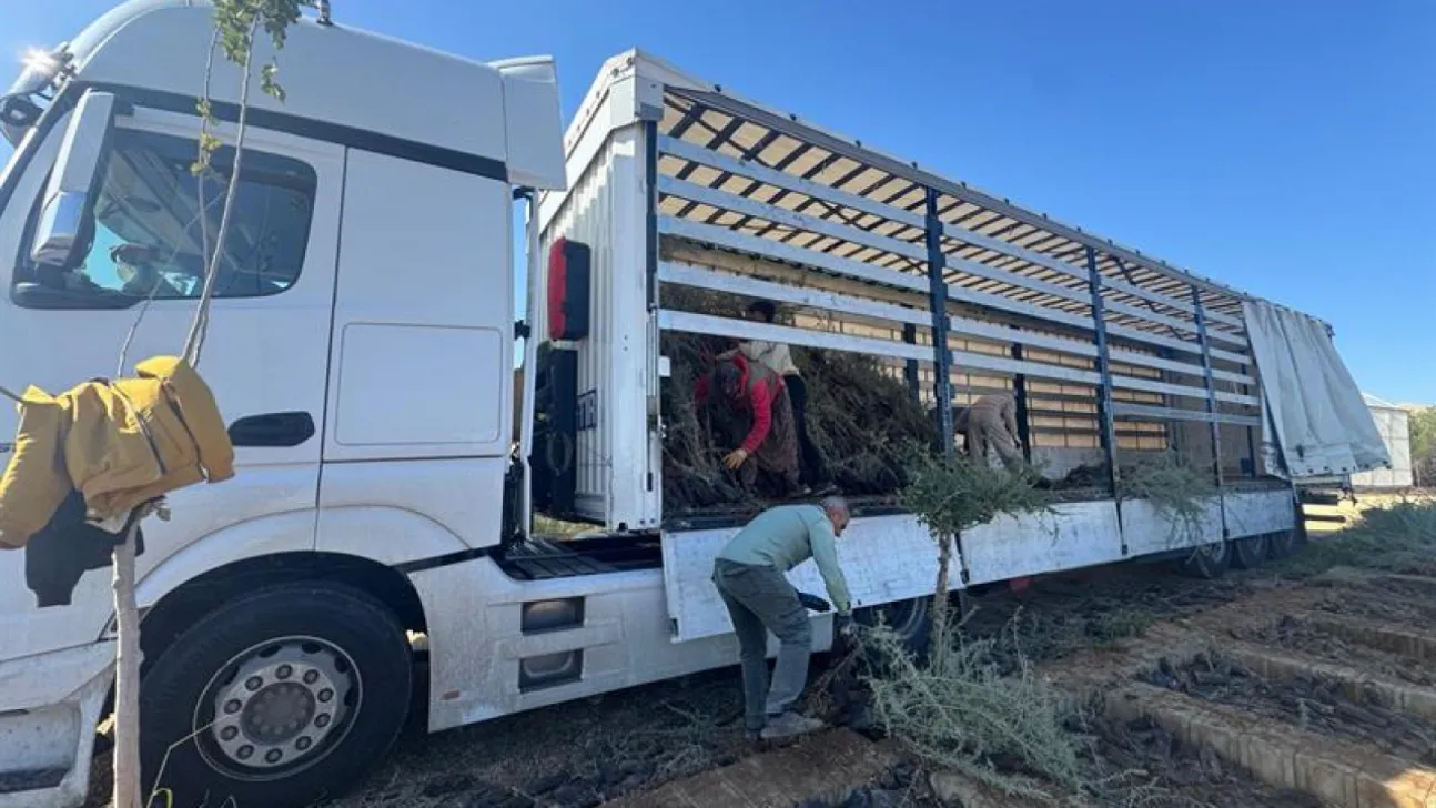 Mardin'de Yetiştirilen Tuz Çalısı Fidanları Malatya Meralarını Güçlendirecek