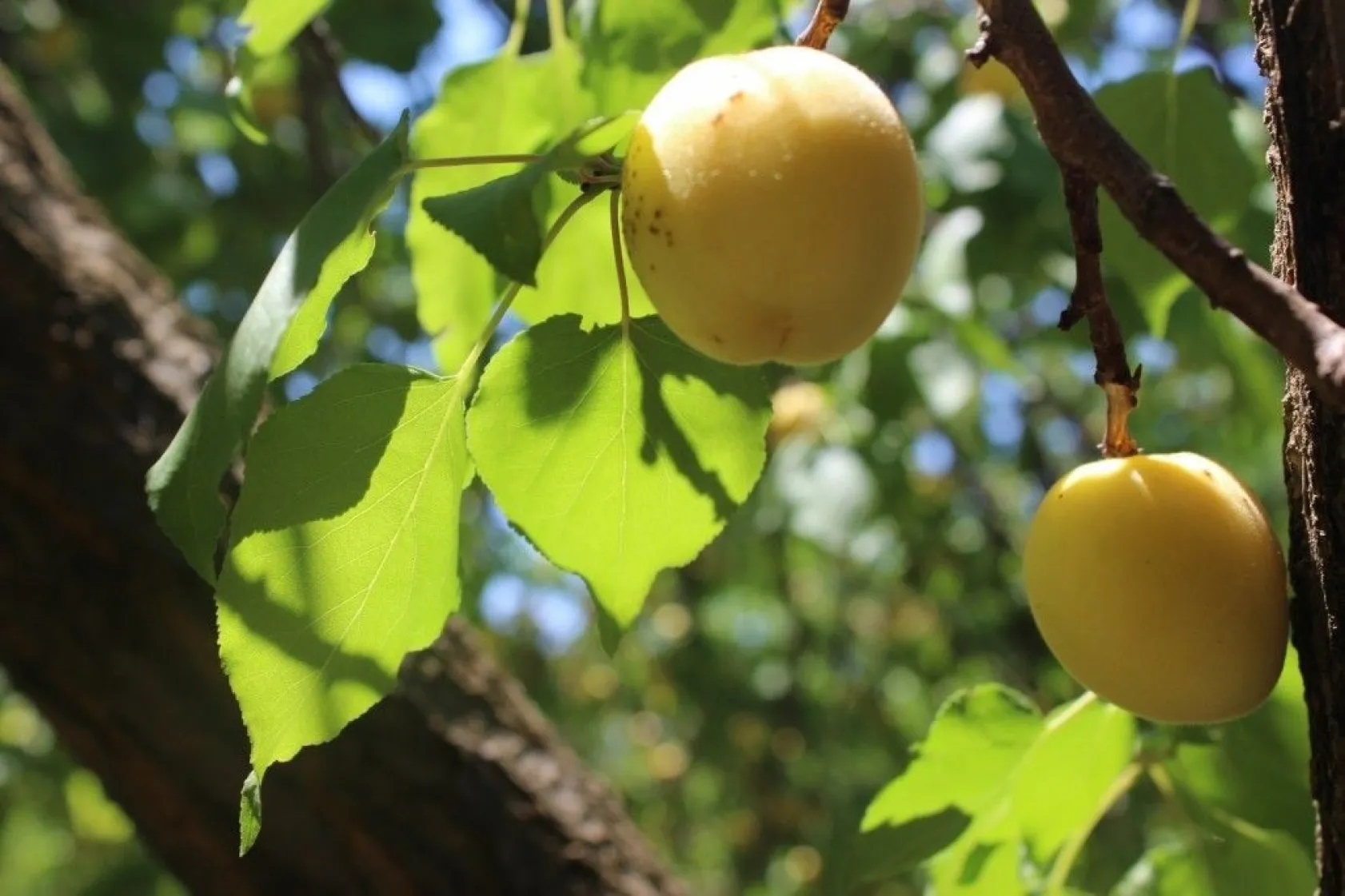 Battalgazi Kayısı Hasadı Fotoğraf Maratonu