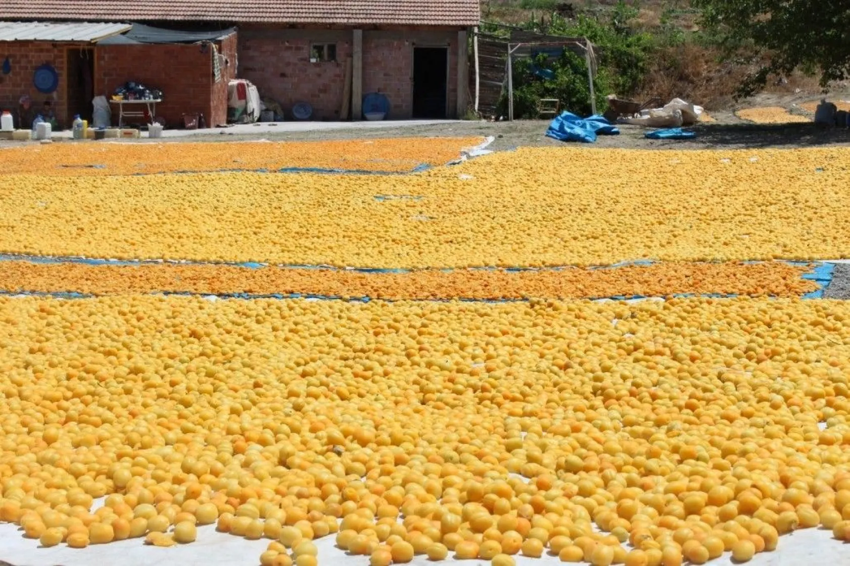 Battalgazi Kayısı Hasadı Fotoğraf Maratonu