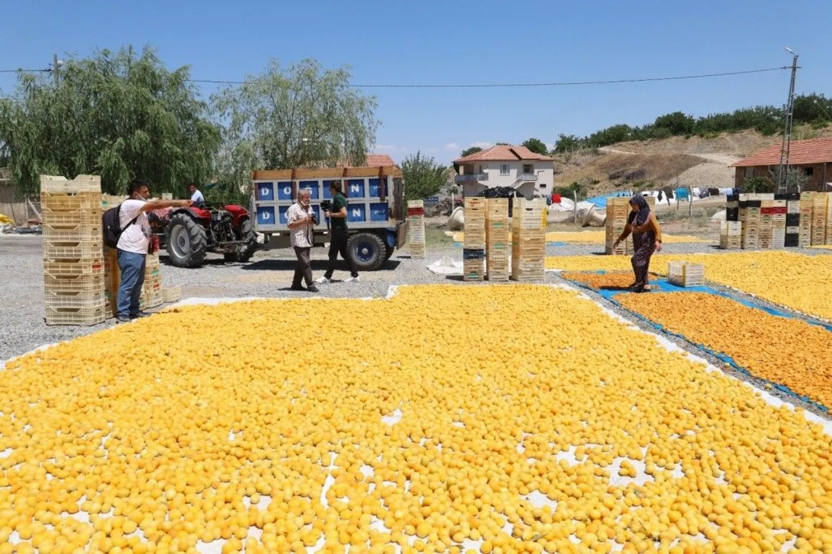 Battalgazi Kayısı Hasadı Fotoğraf Maratonu