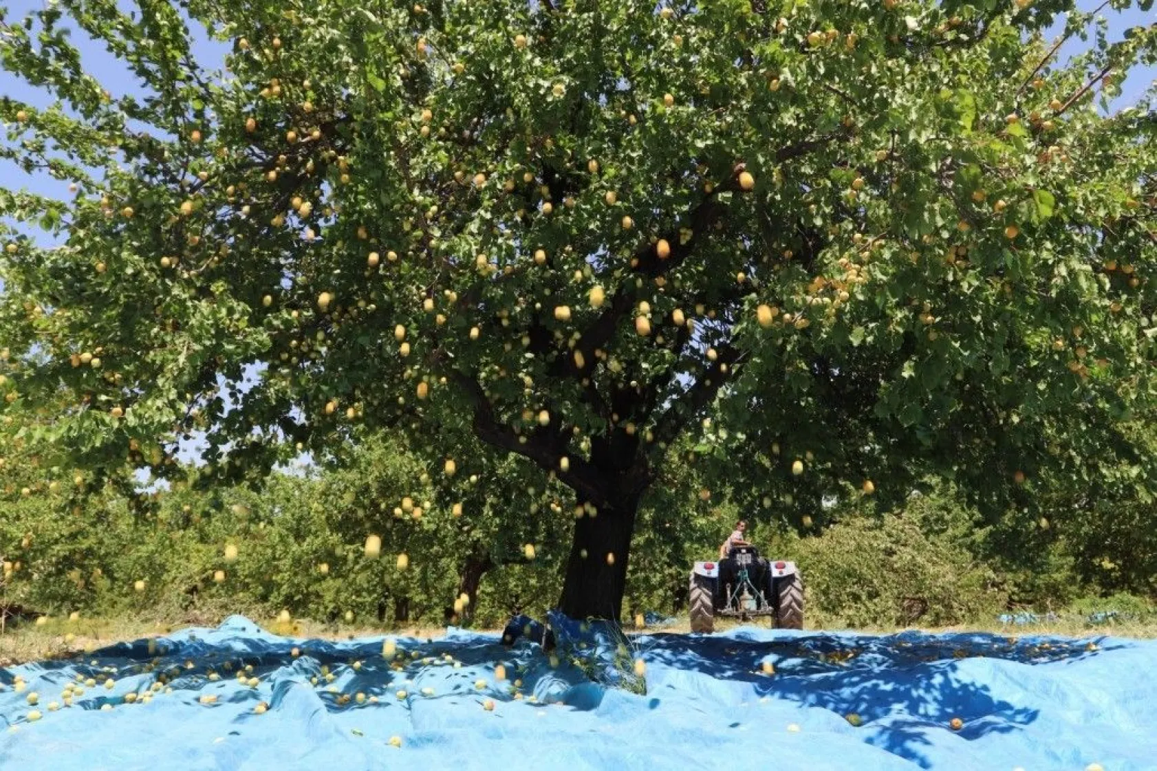Battalgazi Kayısı Hasadı Fotoğraf Maratonu