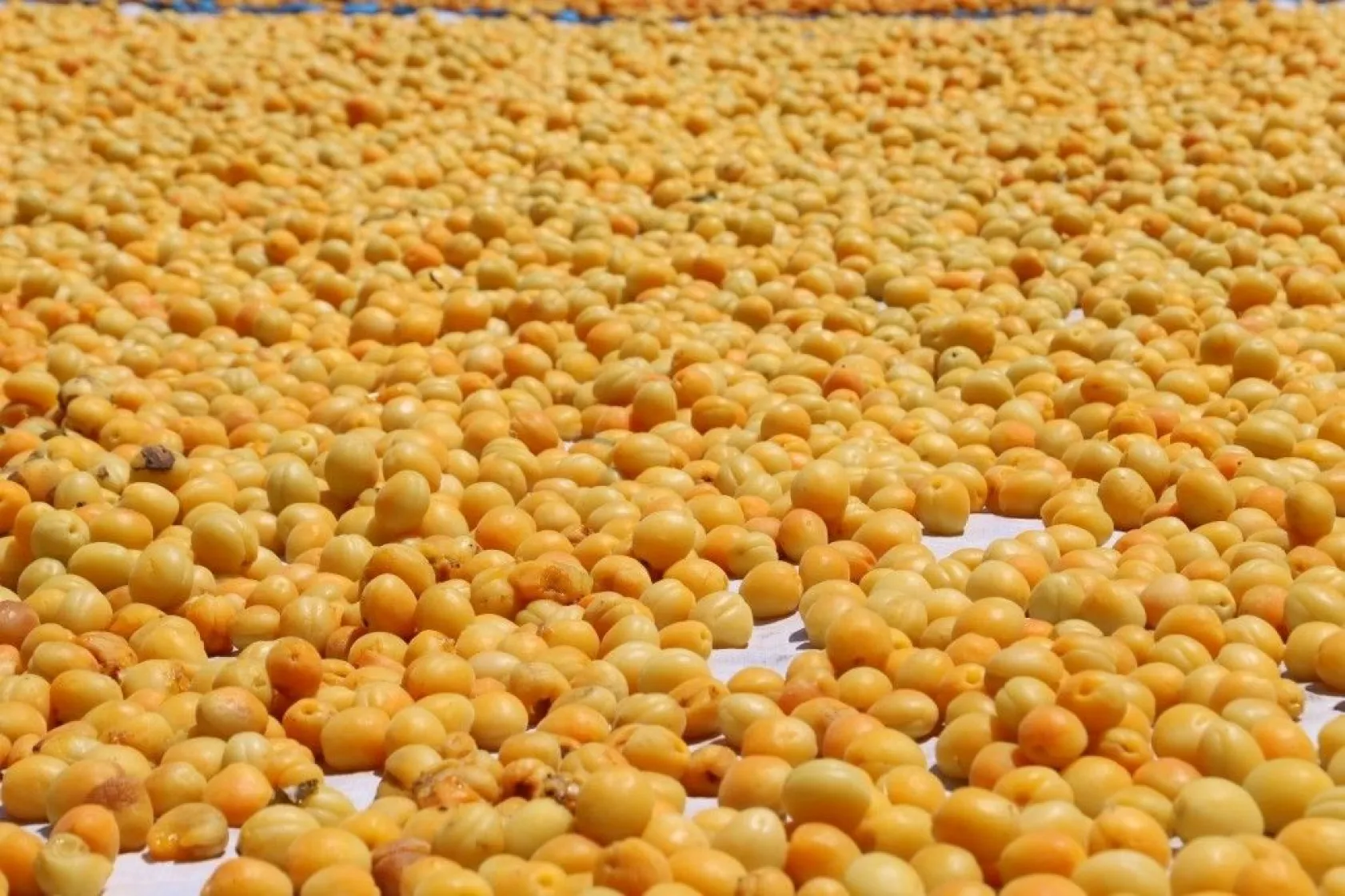 Battalgazi Kayısı Hasadı Fotoğraf Maratonu