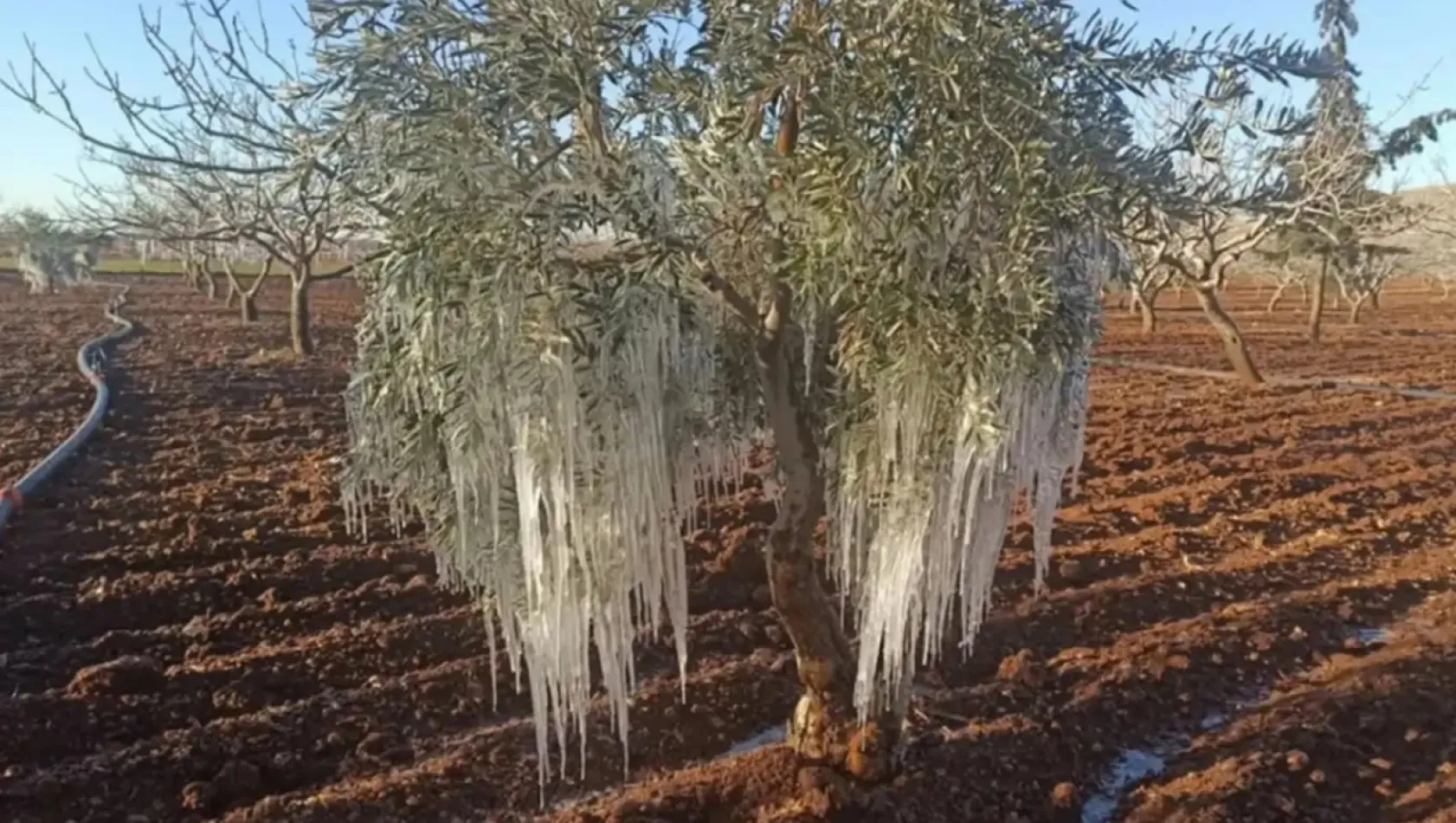 2026 TARSİM Kararı Yayımlandı: Tarımda Risklere Karşı Yeni Güvence