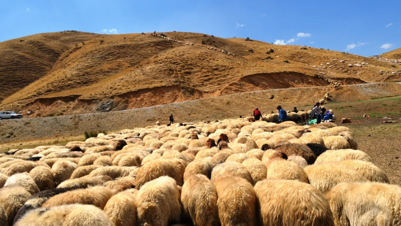 Hayvancılık desteklemelerinde uygulama esasları belirlendi