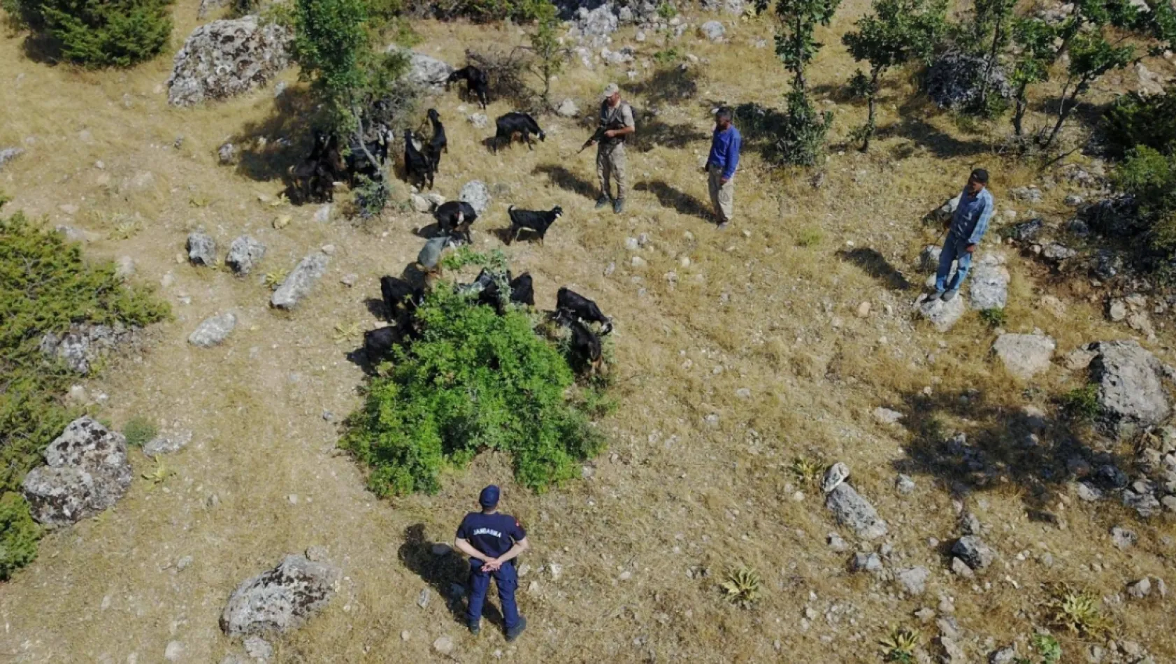 Kaybolan sürü drone ile bulundu