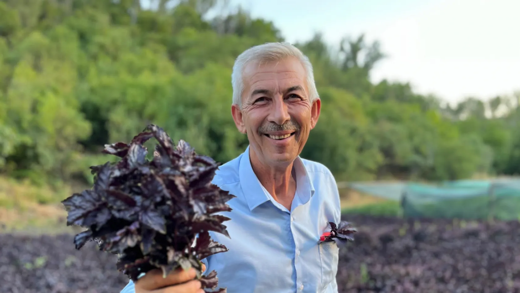 Mor Reyhan'da 3. Hasat Dönemi