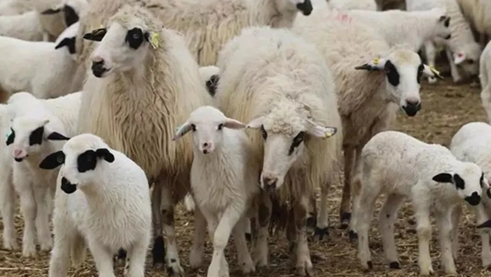 TİGEM'den 1200 küçükbaş hayvan için satış ihalesi