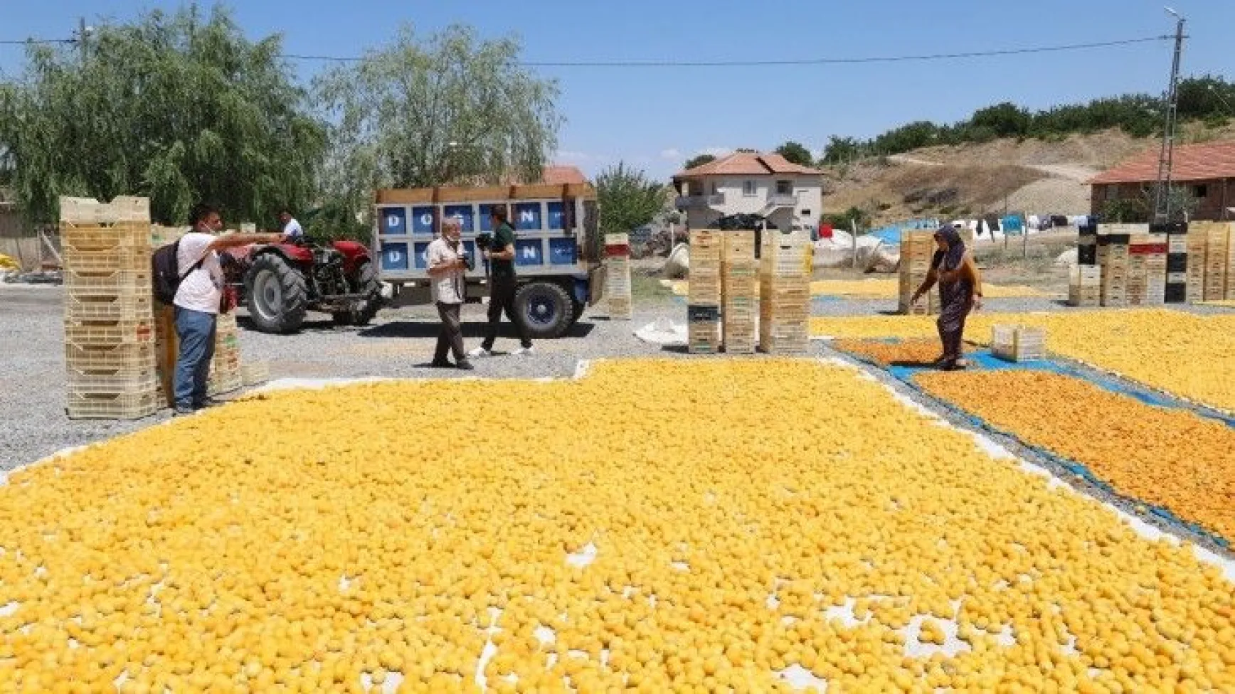 Battalgazi Kayısı Hasadı Fotoğraf Maratonu