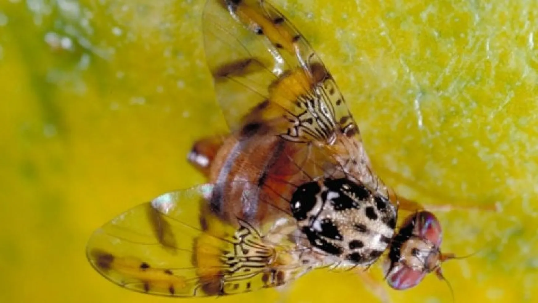 Akdeniz meyve sineği zararı
