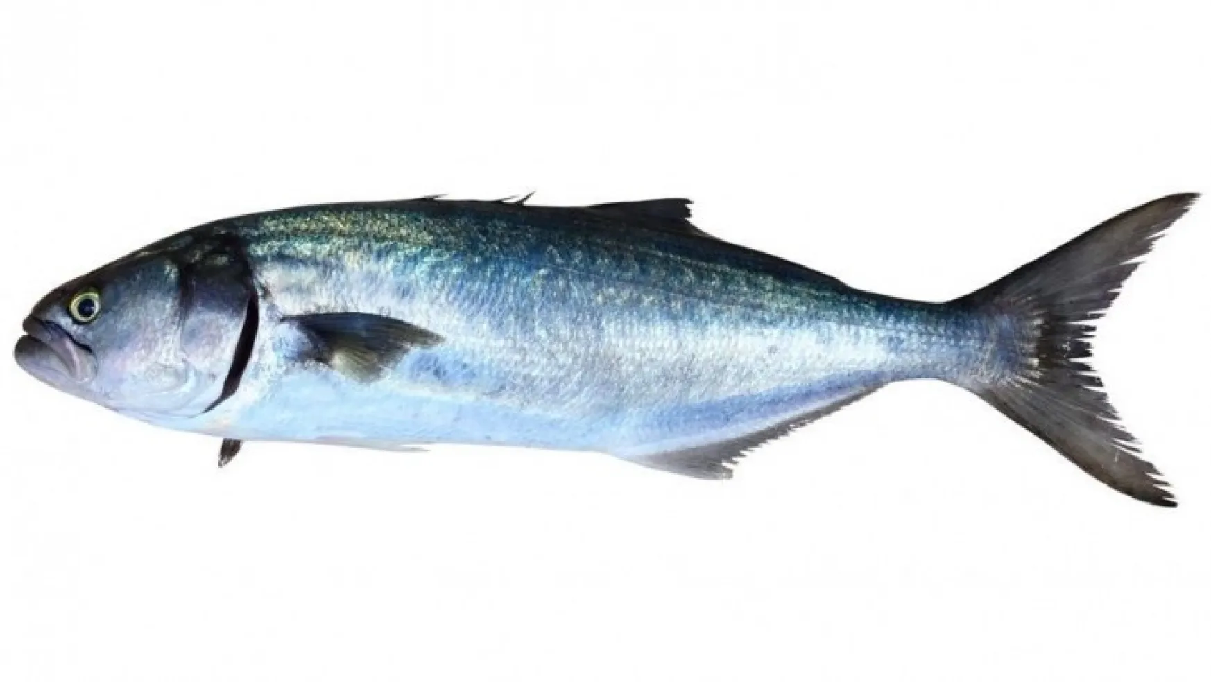 Balık ve diğer balıkçılık ürünlerinde yüzde 5,47 azalış