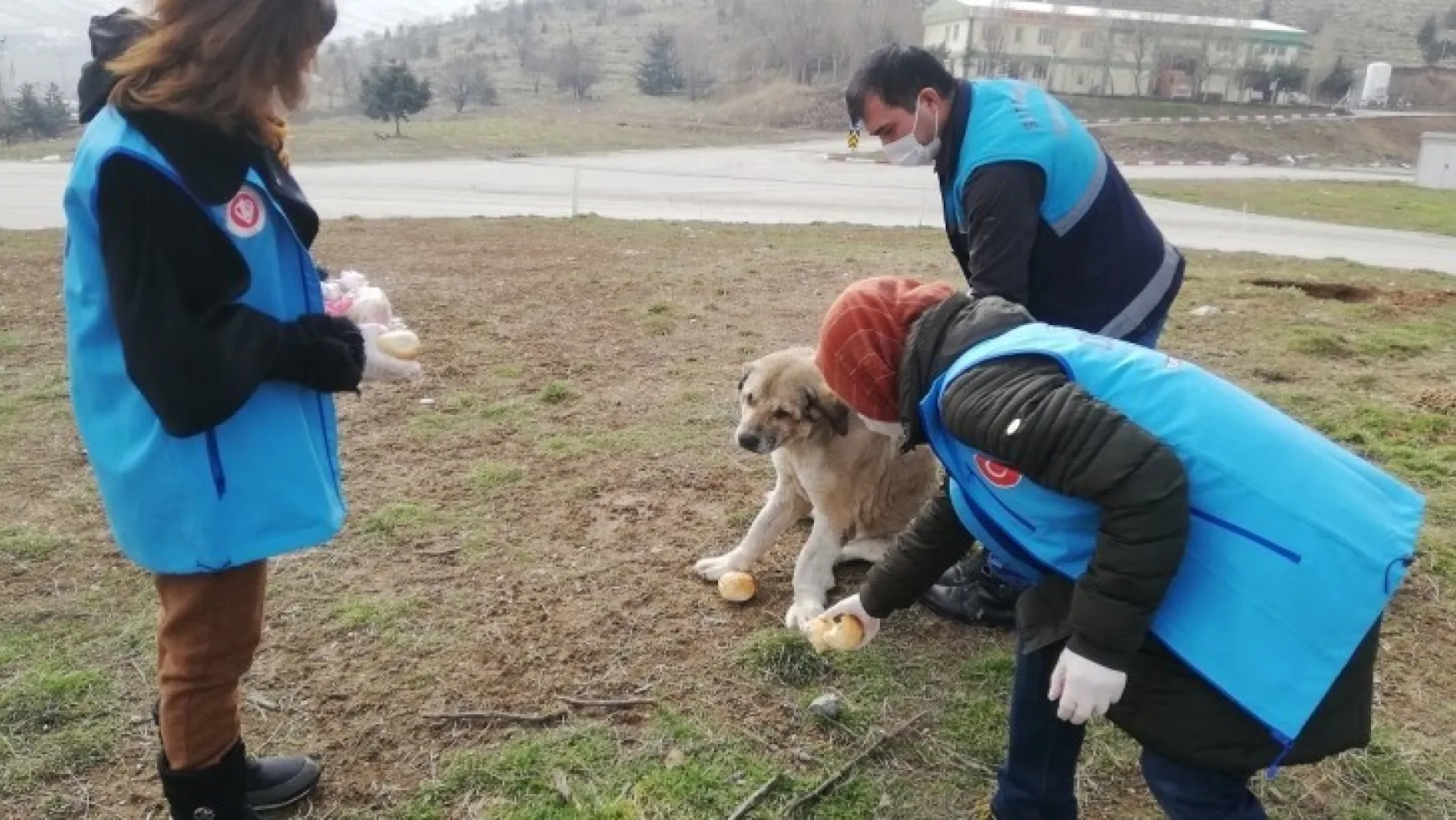 Battalgazi Belediyesi Sahipsiz Sokak Hayvanlarını Unutmuyor