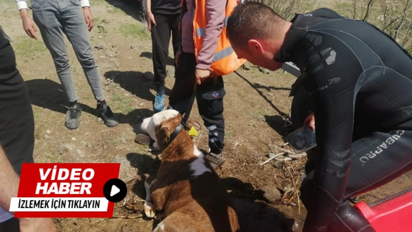 Boztepe Barajına Giren 'Dana' İtfaiye Ekipleri Tarafından Kurtarıldı