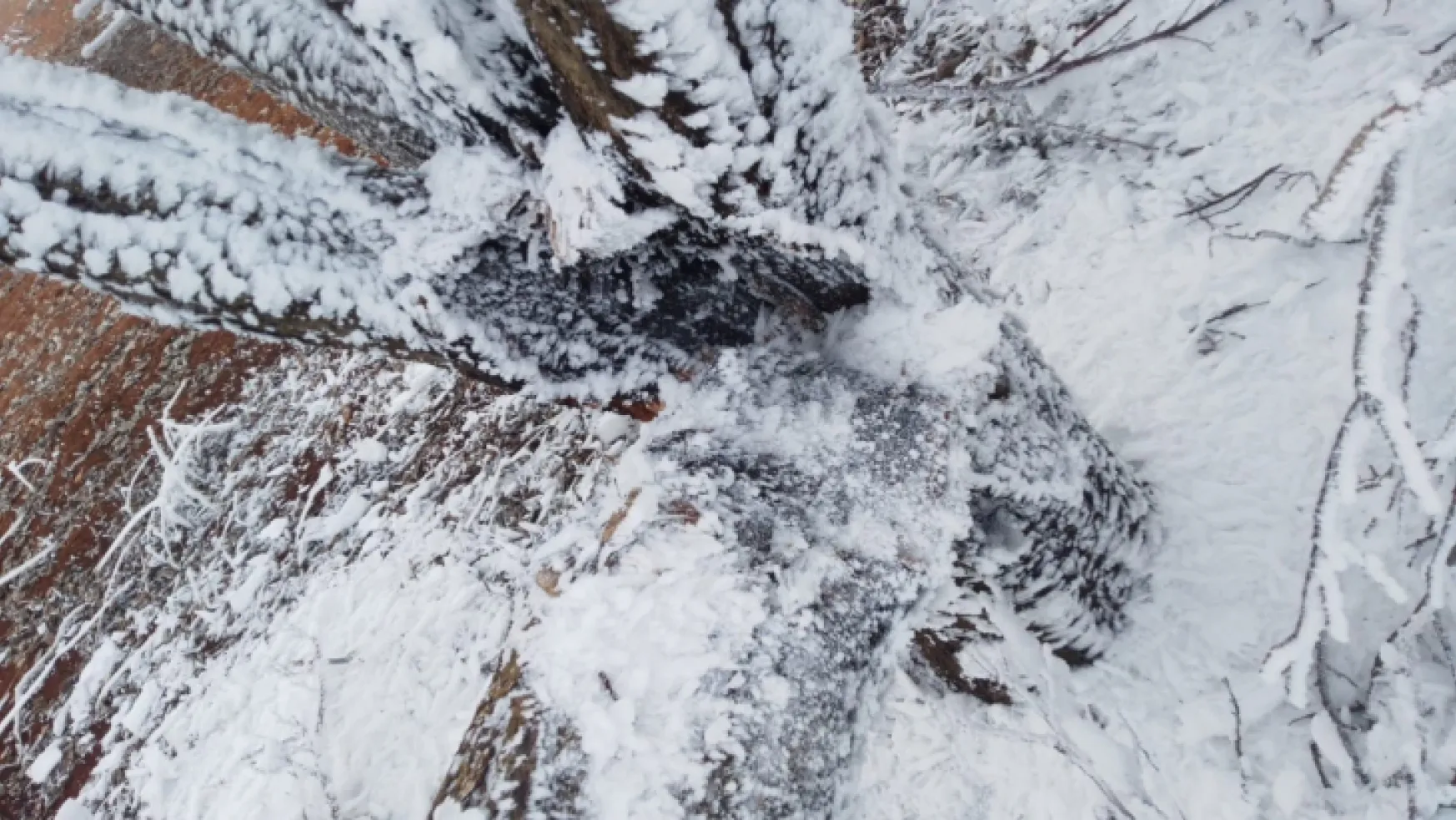 Darende'de Kayısı Ağaçları Buzlanma Kurbanı