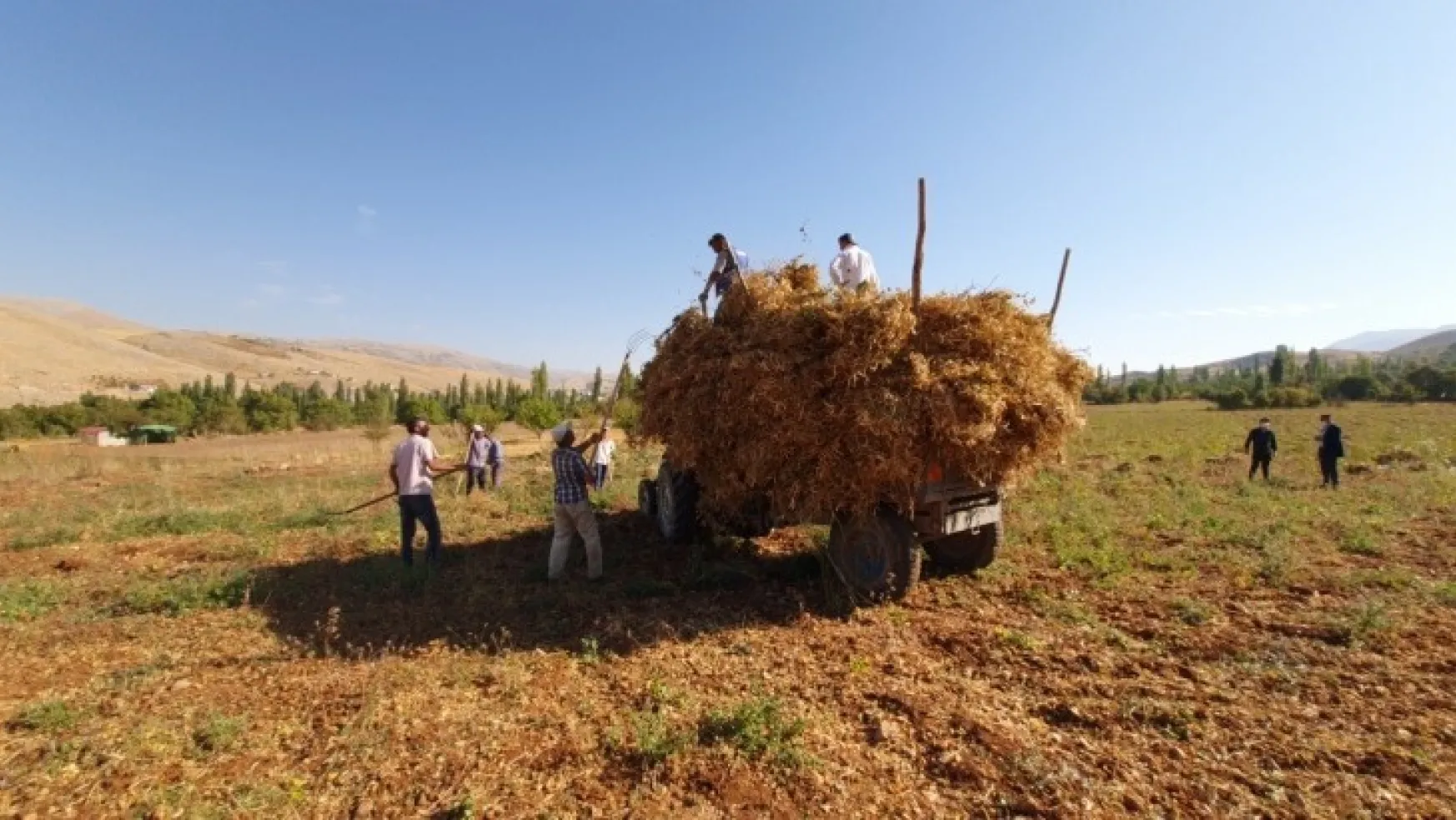 Doğanşehir'de yetişen fasulyenin  hasadı başladı