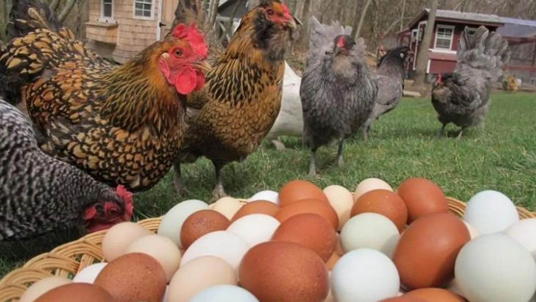Ülkemizde tavuk yumurtası üretimi 1,6 milyar adet olarak gerçekleşti.