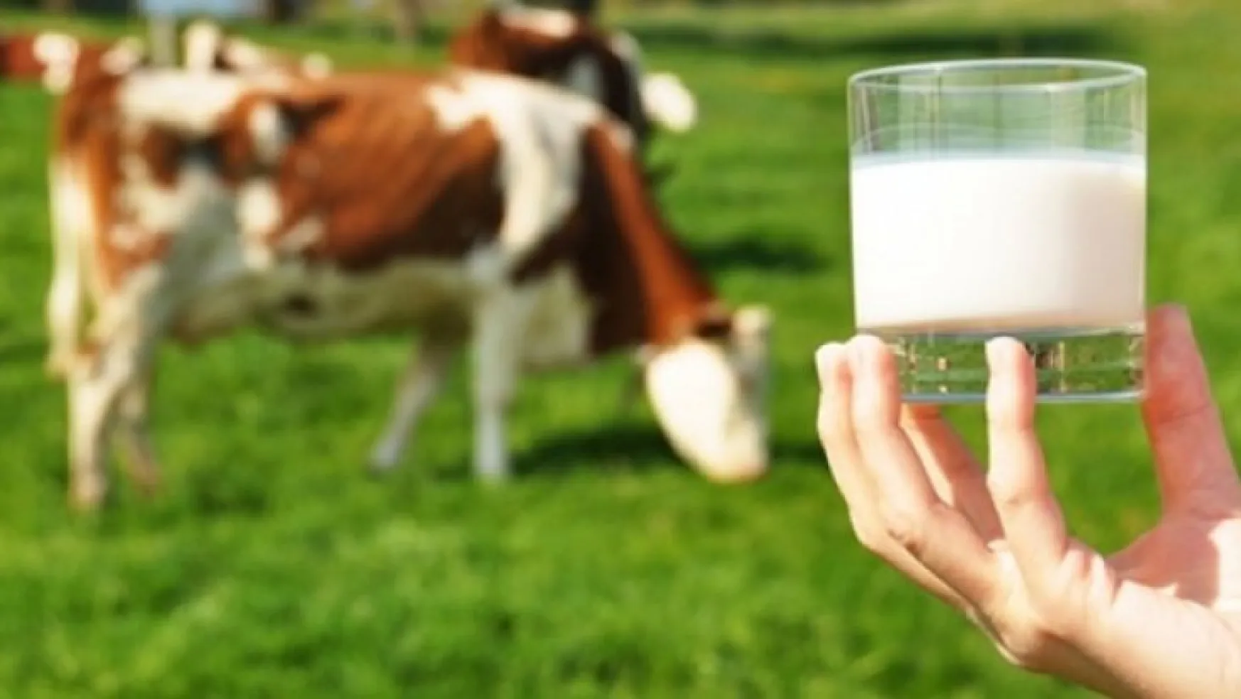Kasım ayında 727 bin 917 ton inek sütü toplandı
