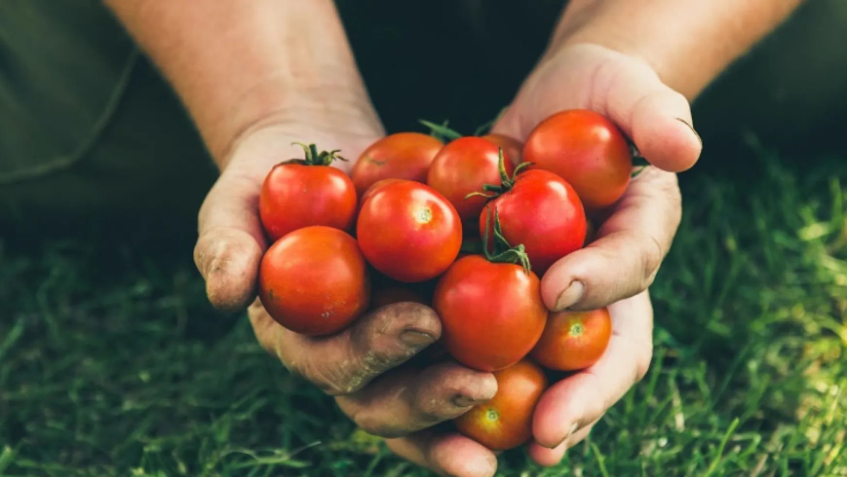 Rusya'ya domates ihracatında kota 350 bin tondan 500 bin tona çıkarıldı