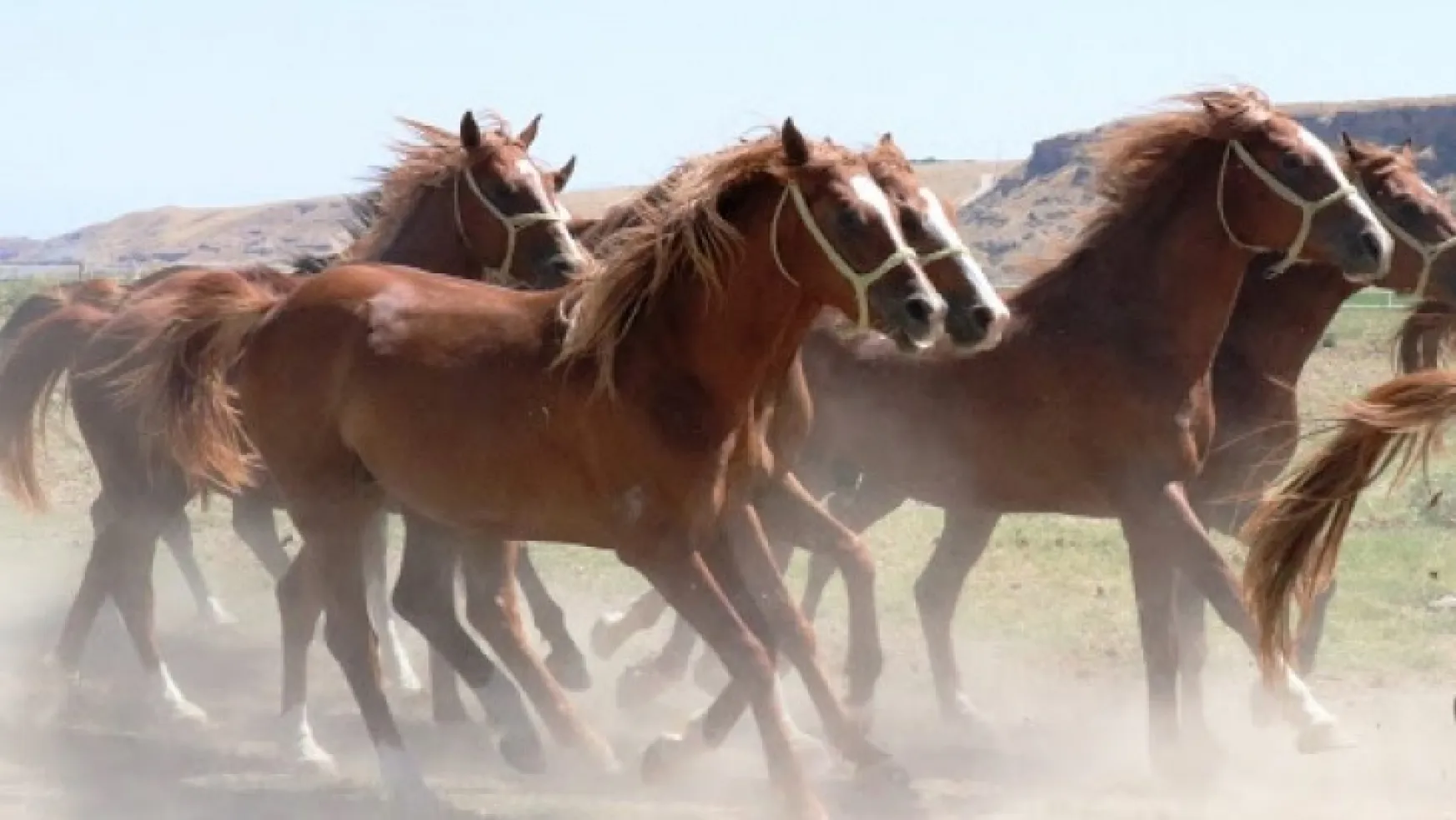 Safkan Arap Atları Malatya'da yetiştirildi, İstanbul'da satılacak.