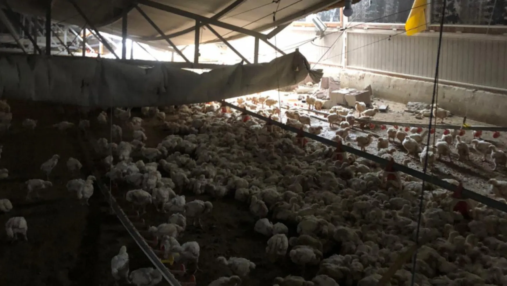 Tavuk Çiftliğinin Çatısı Çöktü: 30 Bin Tavuk telef oldu
