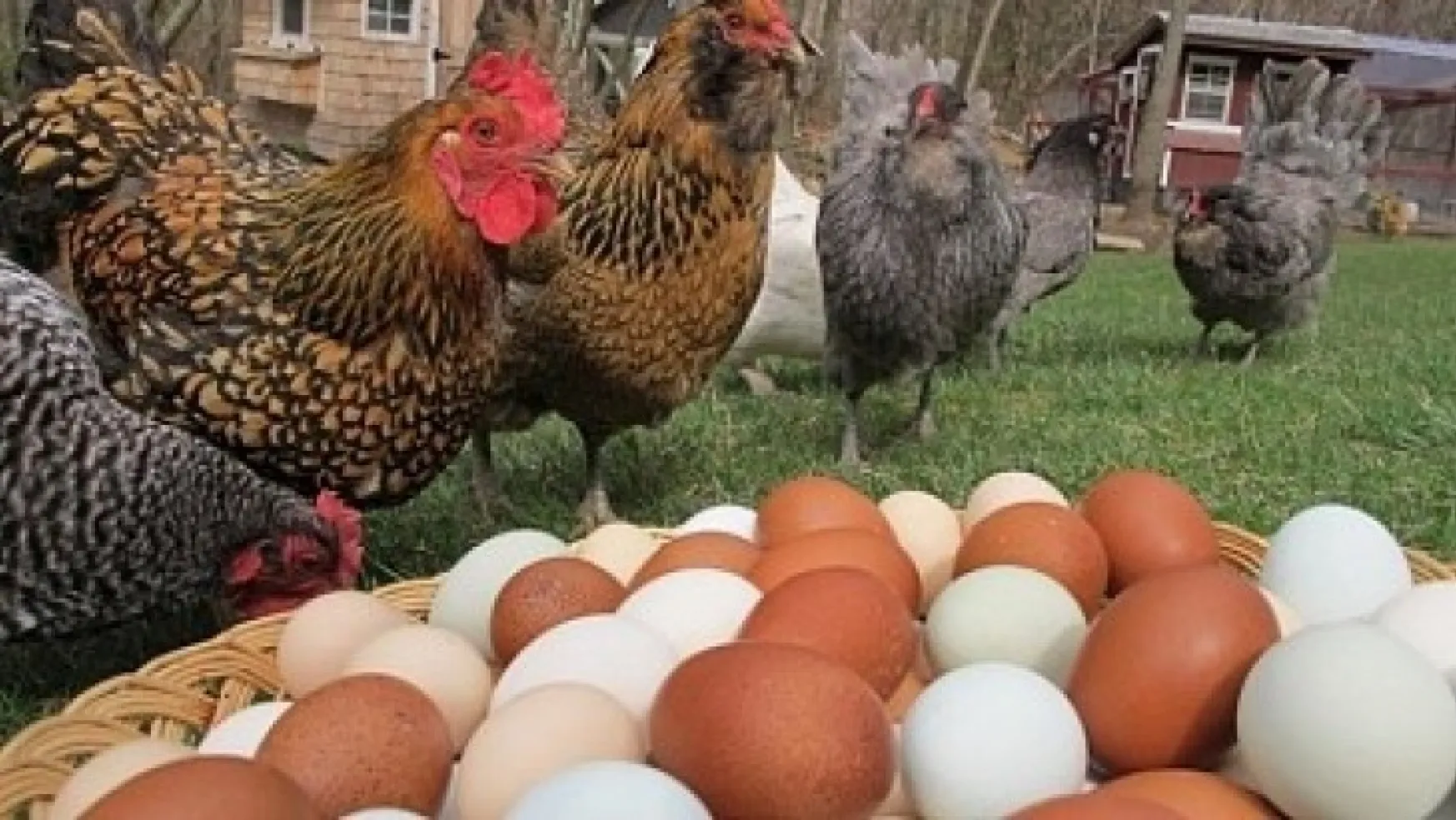 Tavuk eti üretimi 183 bin 713 ton, tavuk yumurtası üretimi 1,8 milyar adet olarak gerçekleşti