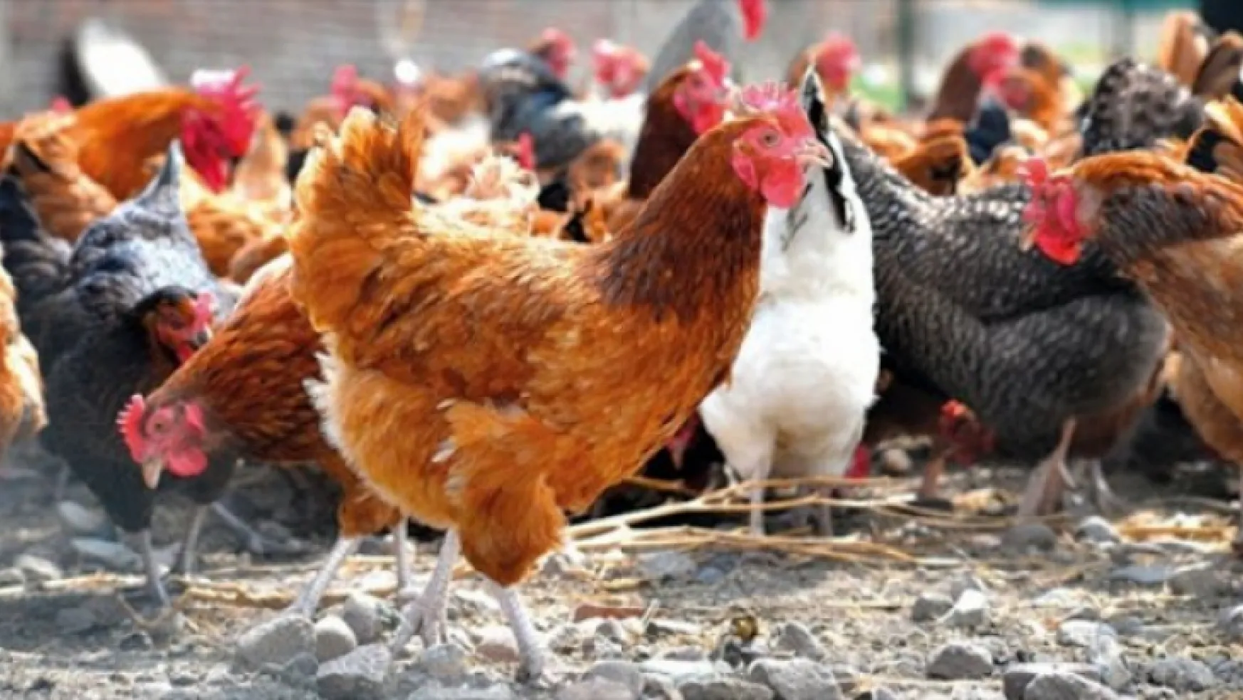 Tavuk eti üretimi 200 bin 77 ton, tavuk yumurtası üretimi 1,74 milyar adet olarak gerçekleşti