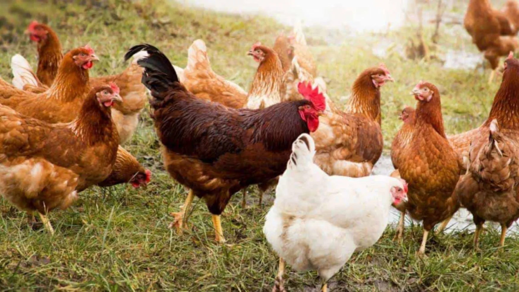 Tavuk eti üretimi 201 bin 203 ton, tavuk yumurtası üretimi 1,77 milyar adet olarak gerçekleşti