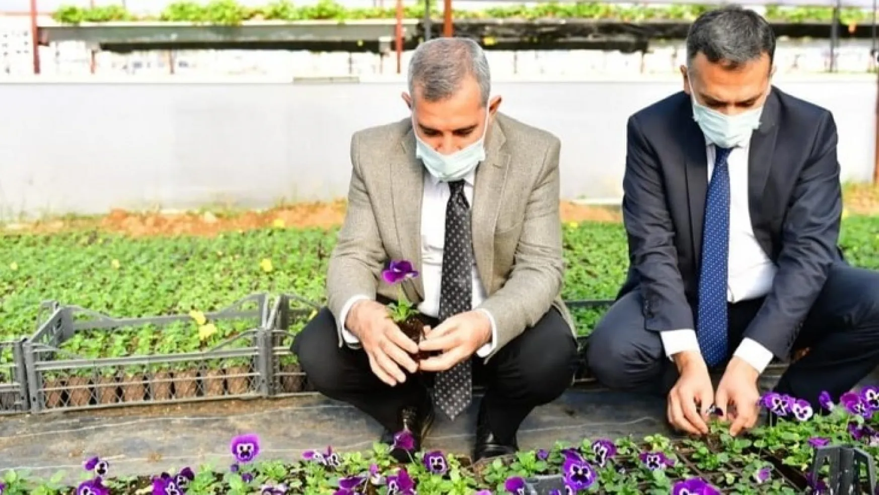 Yeşilyurt Belediyesi 100 Bin Adet Mevsimlik Çiçek Üretimi Yapıp, Ek Bir Maliyetten Daha Kurtuldu