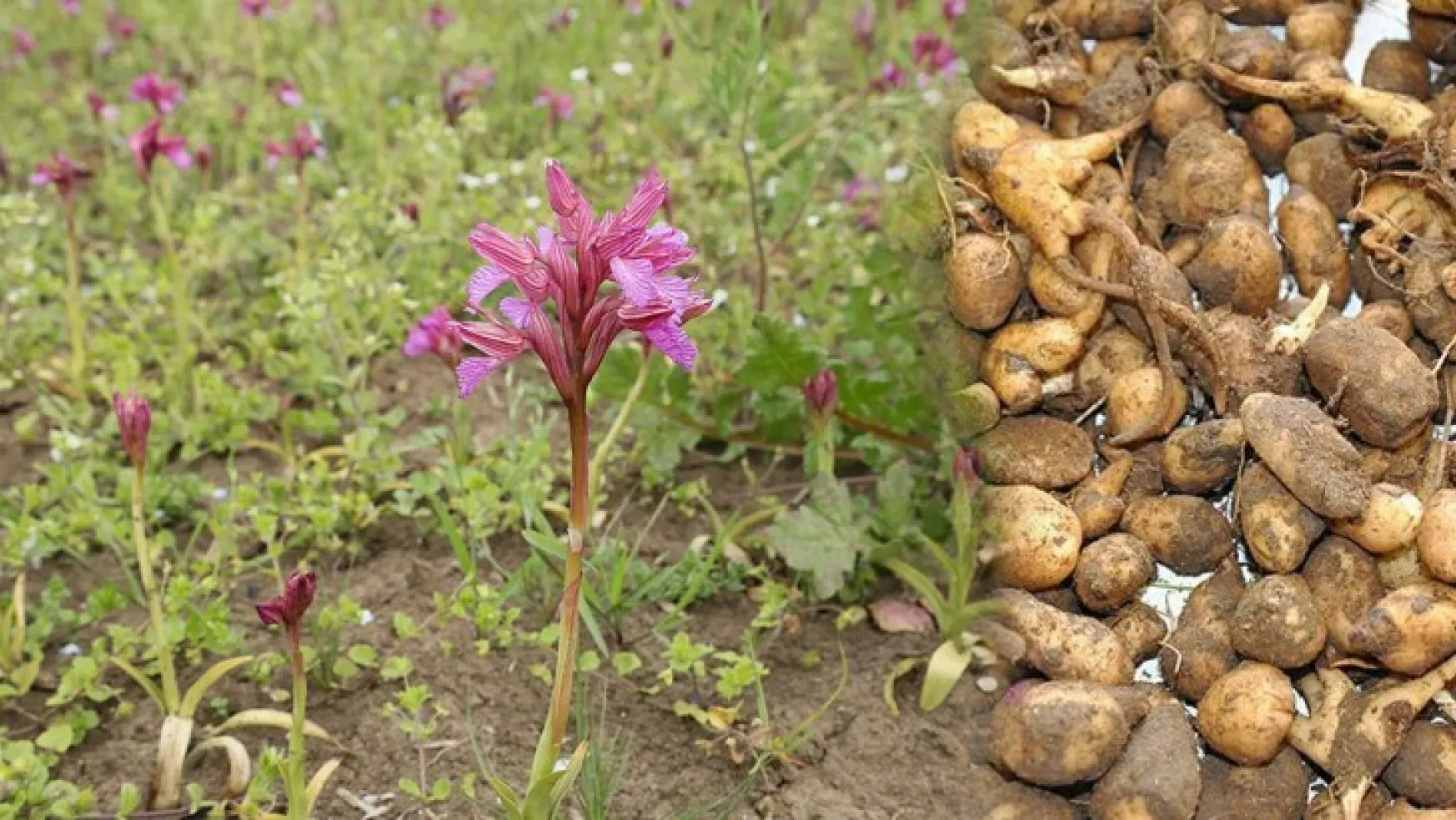 Yeşilyurt Belediyesi, 4.000 Metrekare Alanda Salep Orkidesi Üretimine Başladı