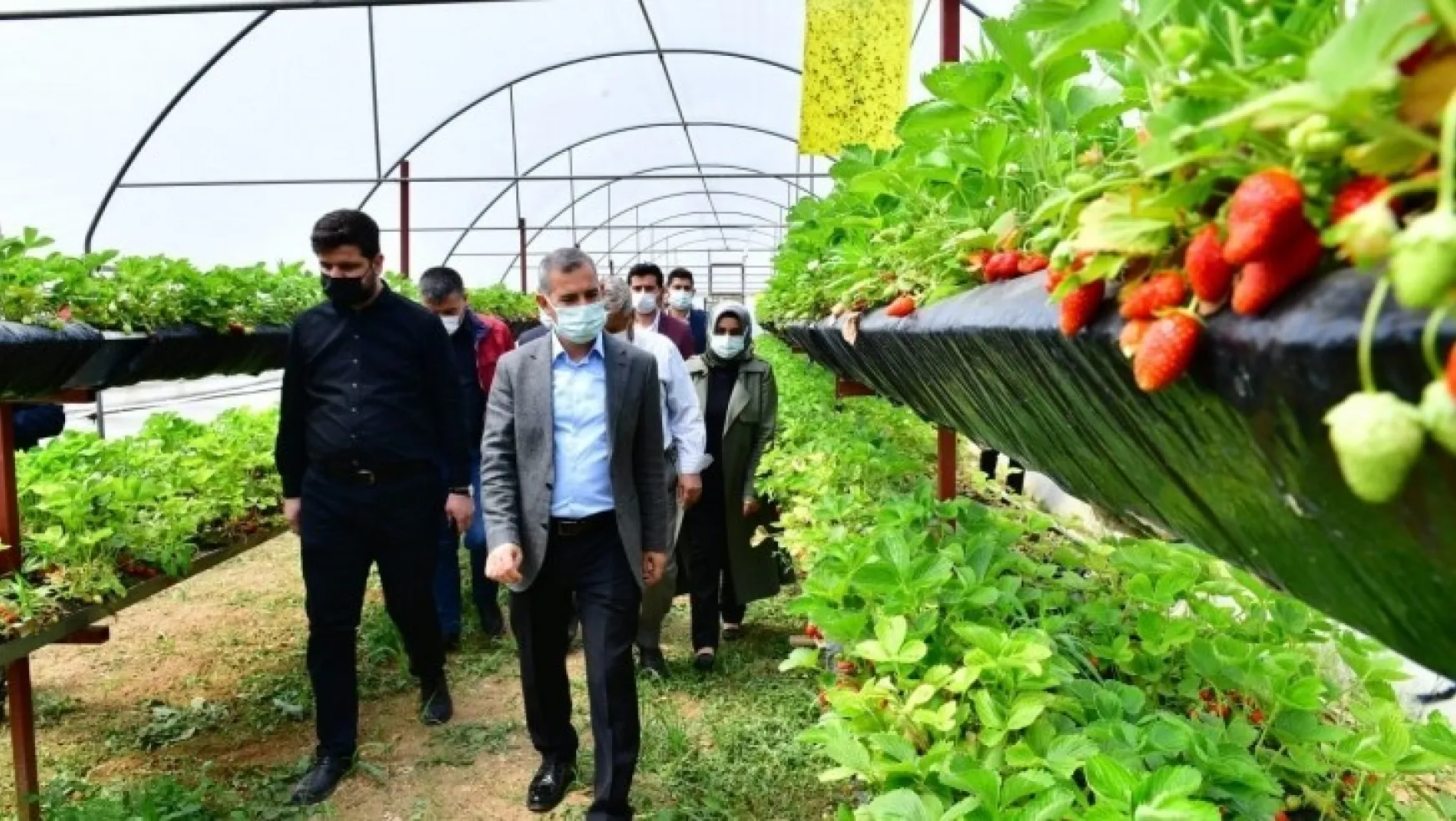 Yeşilyurt Belediyesi Yeşil Gıda Seracılık Alanında Çilek Üretimleri Hız Kazandı
