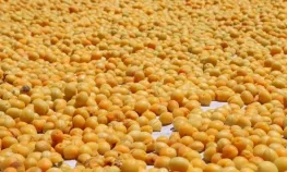 Battalgazi Kayısı Hasadı Fotoğraf Maratonu