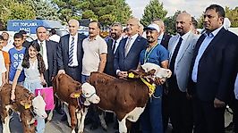 Malatya'da 'En Güzel Buzağı' yarışması düzenlendi
