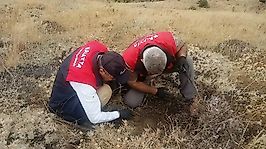 Malatya'da Hububat Tarlalarında Süne Alarmı: Ekipler Sahada