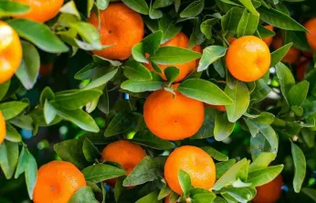 10 aylık mandalina ihracatı 375 milyon dolara ulaştı