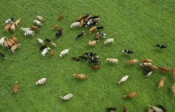 2026 Besilik Hayvan İthalatında Takvim Netleşti