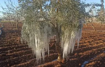 2026 TARSİM Kararı Yayımlandı: Tarımda Risklere Karşı Yeni Güvence