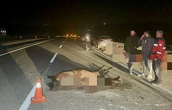 6 Tay Telef Oldu! Sultansuyu'ndaki Olayda Fatura Yönetime Kesildi