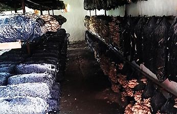 Akçadağ ve Doğanşehir'de Mantar Üretimine Yakın Takip