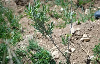 Alternatif yem kaynağı: Tuz çalısı