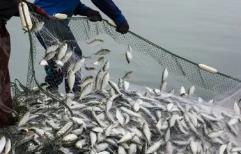 Bakan Yumaklı Duyurdu: Balıkçılıkta Sözleşmeli Üretim Başladı