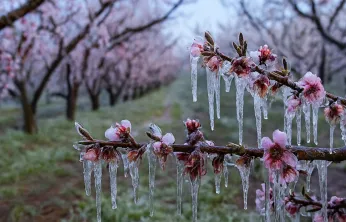 Bakan Yumaklı: Zirai dondan etkilenen üreticilere 6,5 milyar TL destek
