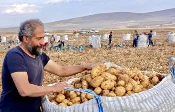 Başdirek Mahallesi, Türkiye'nin En Kaliteli Patates Merkezi Oluyor