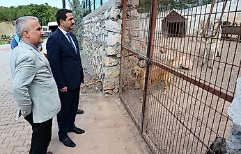Başkan Taşkın, Hayvan Barınağında İncelemelerde Bulundu
