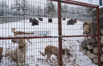 Battalgazi Belediyesi'nden Sahipsiz Hayvanlara Modern Barınak
