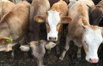 Besilik Hayvan İthalatında 2026 Takvimi Açıklandı