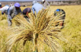 Çeltik Üreticisine TMO Desteği: 2025 Alım Fiyatları Belli Oldu