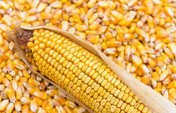 Dalaman Tarım İşletmesi 2025 Üretimi Mısır Satışı İçin İhaleye Çıkıyor