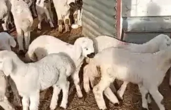 Darende'de Hayvancılık Alarm Veriyor: Maliyetler Yükseliyor, Gençler Uzaklaşıyor