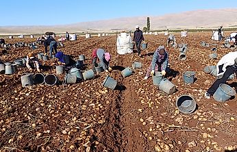 Darende'de Patates Bereketi: 20 Bin Ton Rekolte Bekleniyor