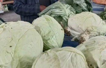 Darende'nin Gizli Lezzeti Göyyar Lahanası Türkiye'nin Gündemine Oturdu